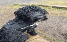 Cockapoo dogs for sale: Male Cockapoo for sale - Advert 3