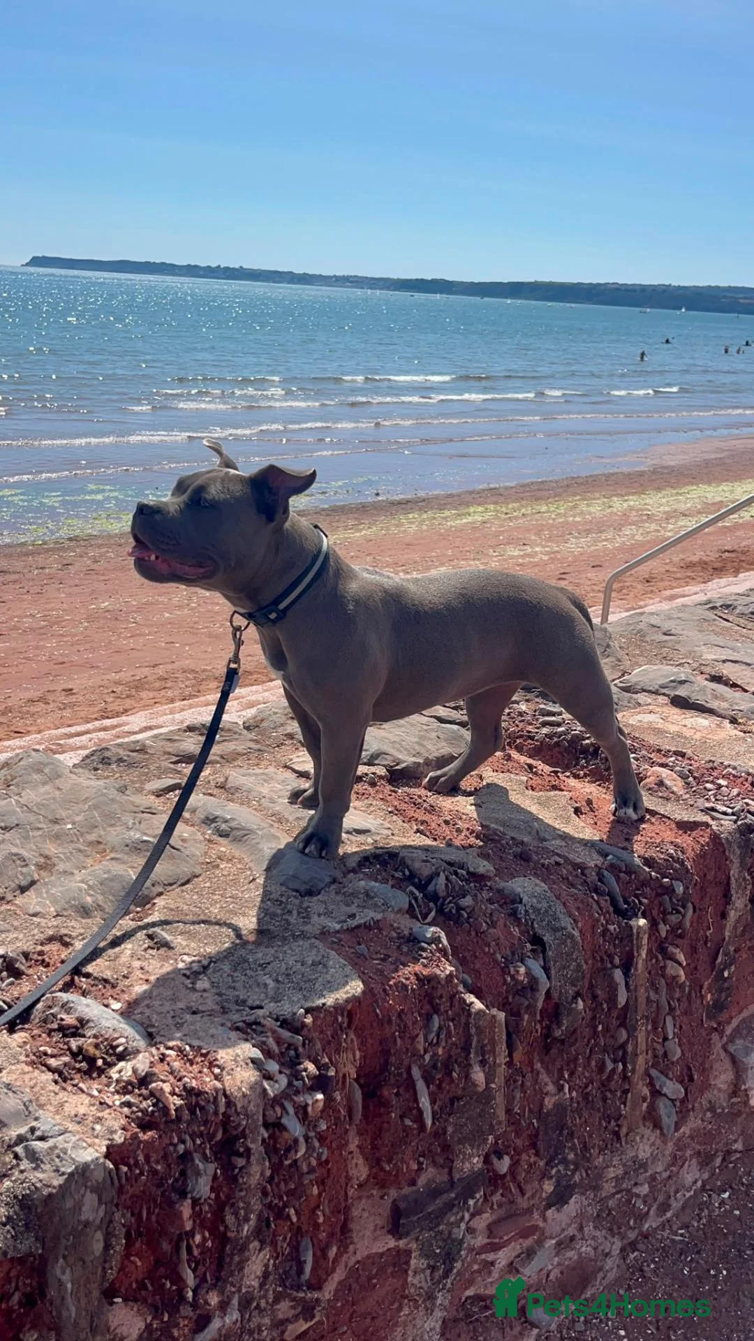 American Bully dogs for sale: 7 month Old Pocket Bully - Advert 13