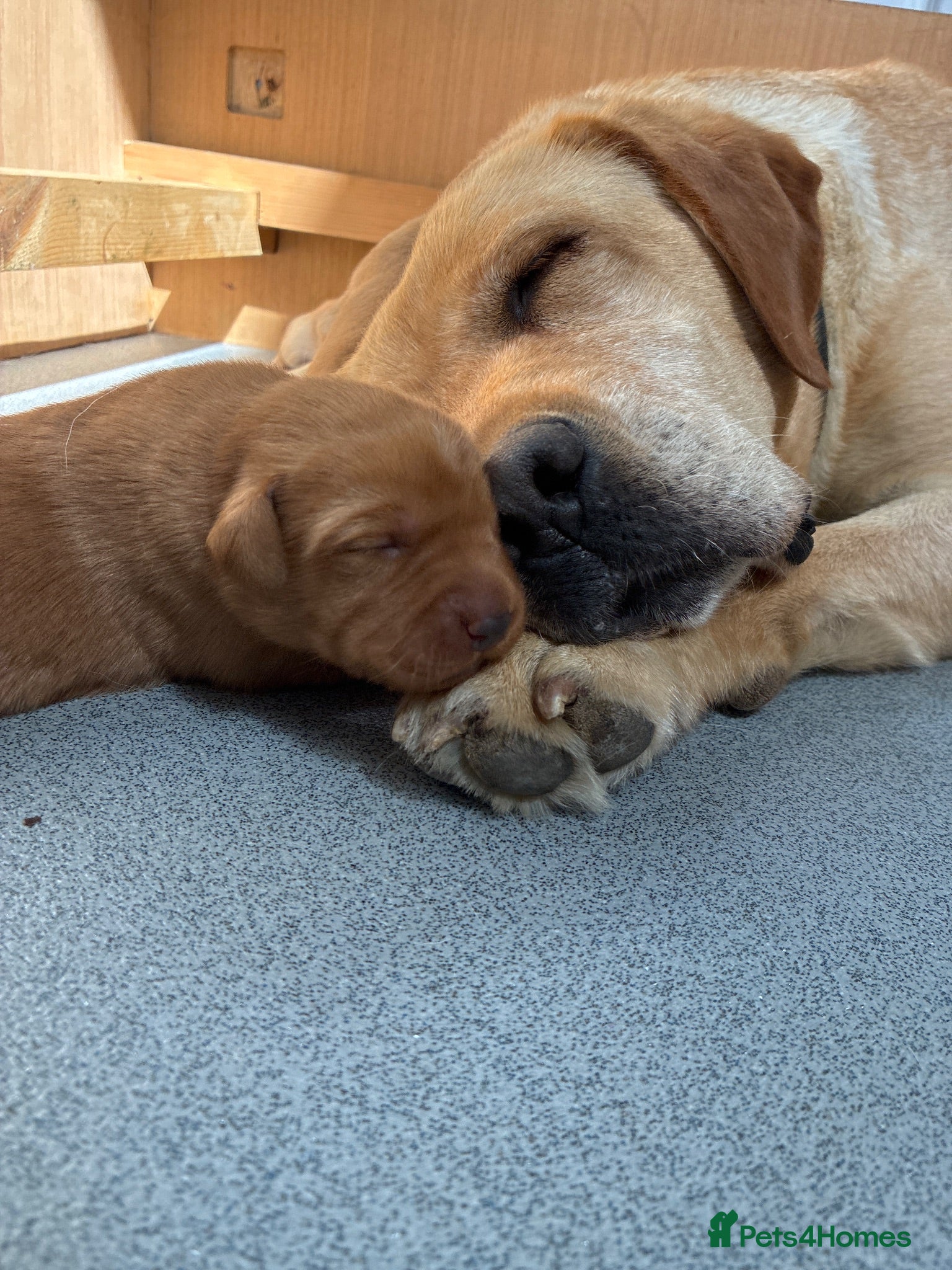 Labrador Retriever dogs Golden and red fox Labrador pups  - Advert 2