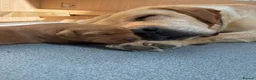 Labrador Retriever dogs for sale: Golden and red fox Labrador pups  - Advert 8