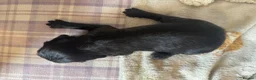 Cocker Spaniel dogs for sale: Cocker Spaniel puppies for sale - Advert 16
