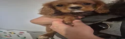 King Charles Spaniel dogs for sale: king charles cavalier pups READY NOW - Advert 6