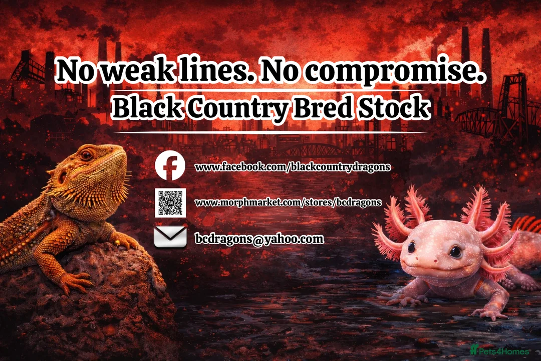 Axolotl reptiles for sale: Axolotl hatchlings - Advert 3