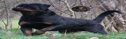 Rottweiler dogs for sale: Outstanding Rottweiler Litter Of 6 Beautiful Boys - Advert 5