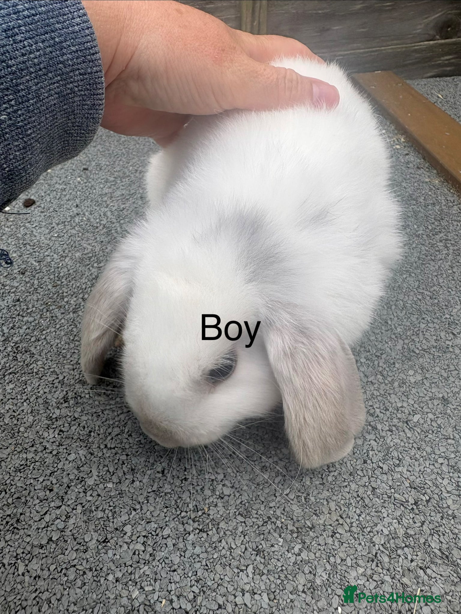Mini Lop rabbits Mini lop rabbits - Advert 12