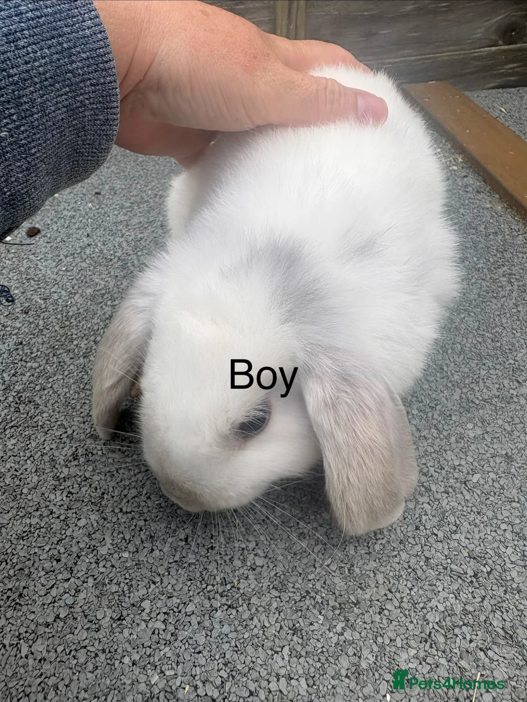 Mini Lop rabbits for sale: Mini lop rabbits - Advert 3
