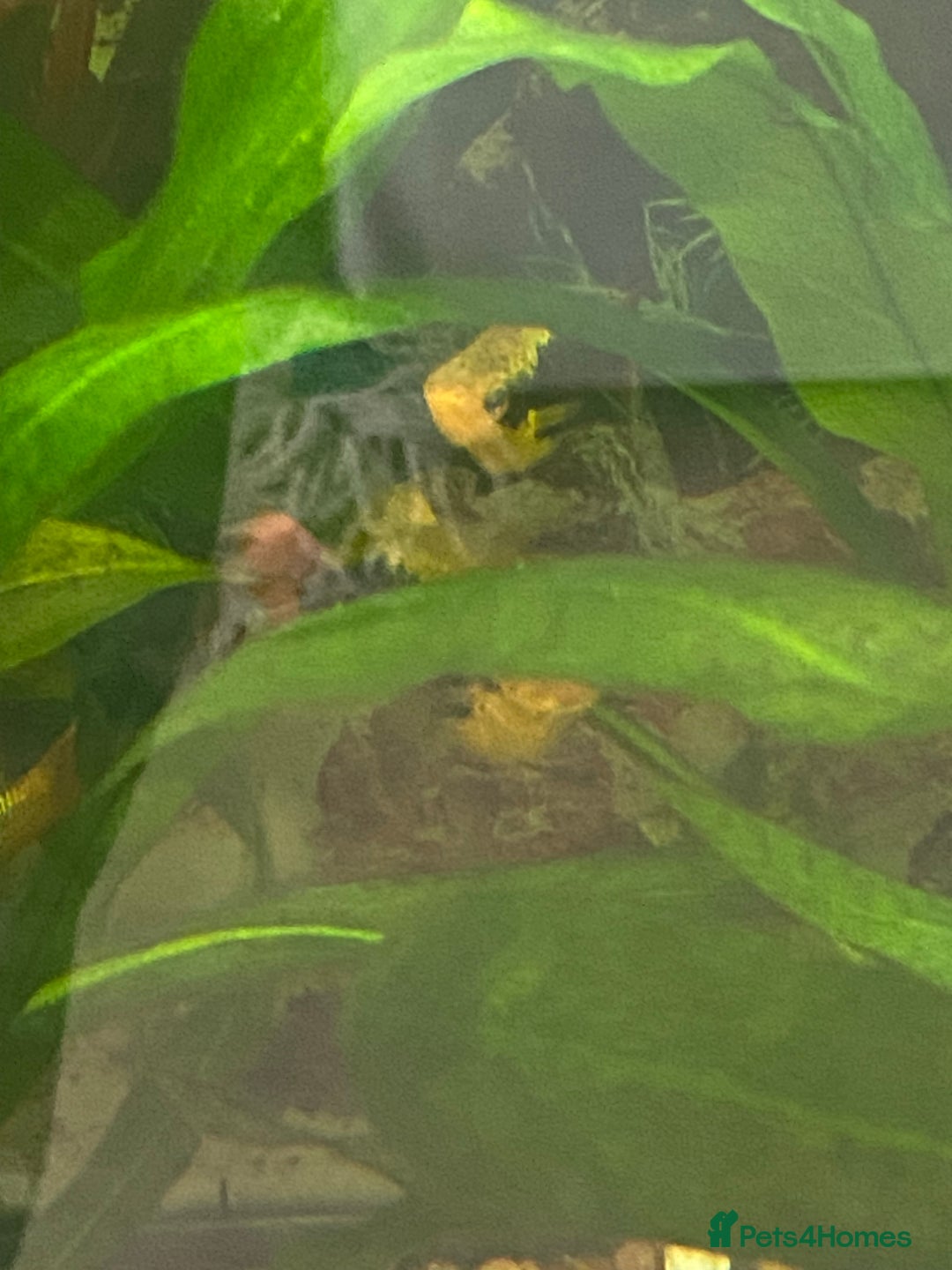 Platies fish for sale: 7 adult plattie fish - Image 5