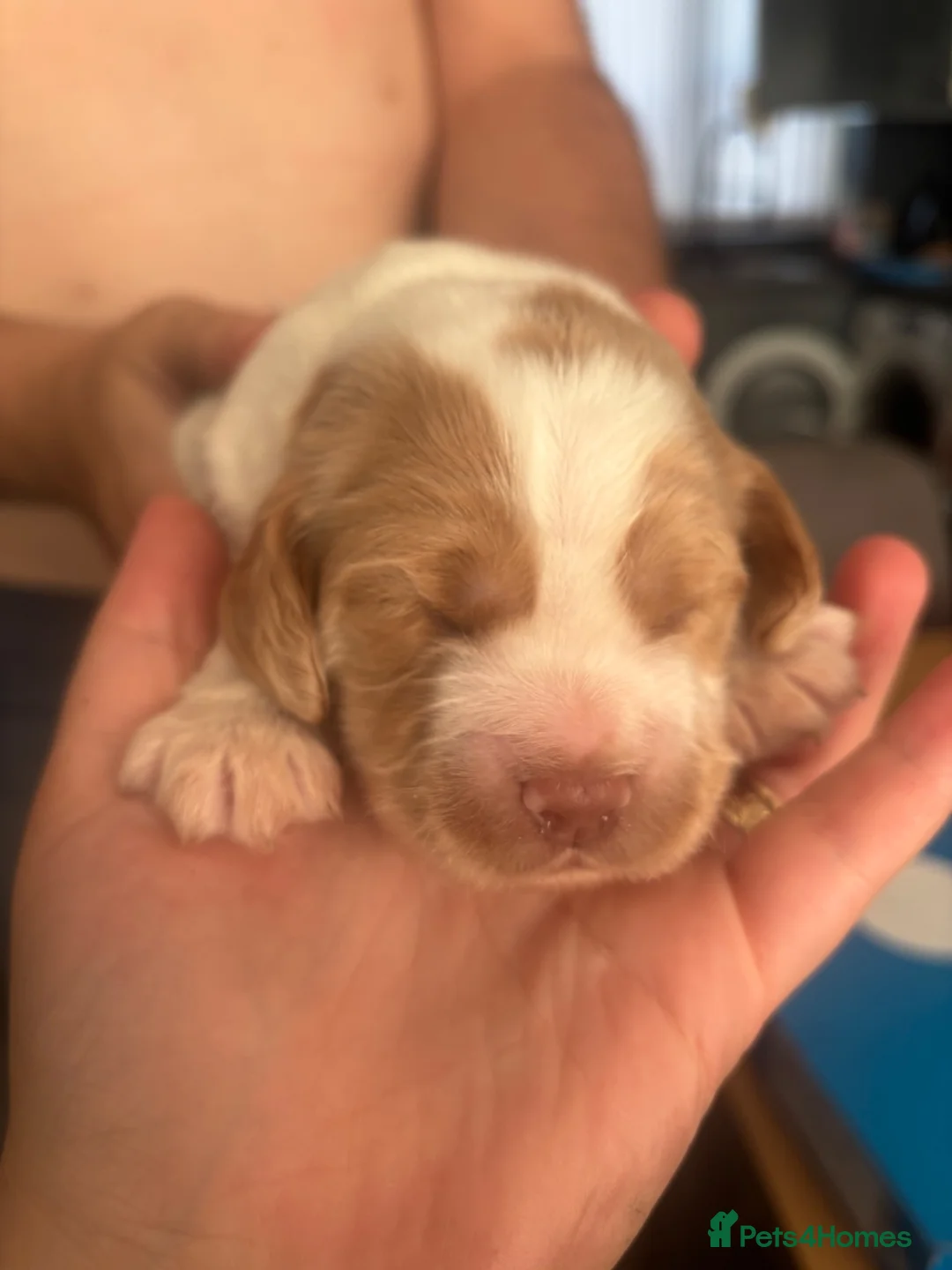 Cocker Spaniel dogs for sale: Two cocker spaniels born 07/07/26 🐾*white left* - Advert 1
