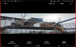 Maine Coon cats for sale: Mainecoon kittens  - Image 21