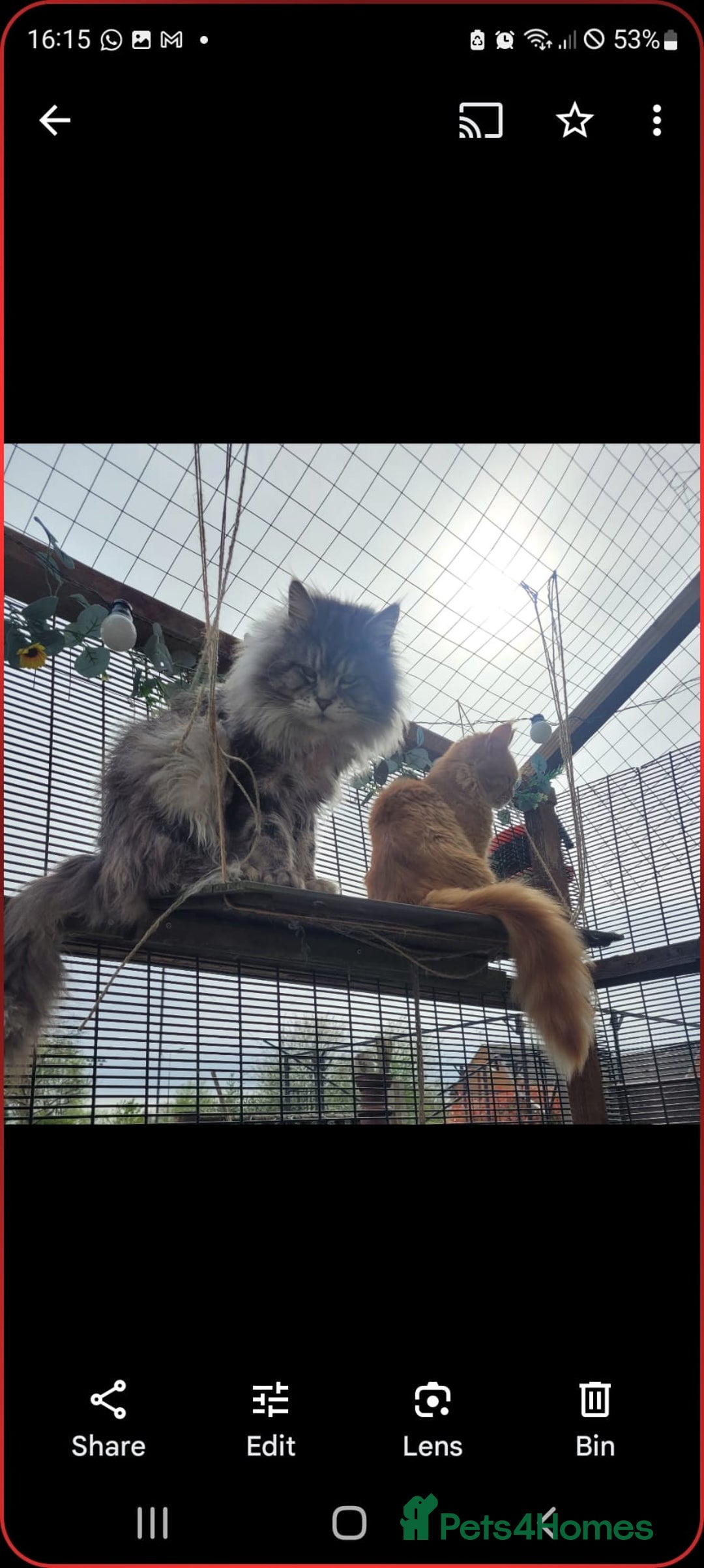 Maine Coon cats for sale: Mainecoon kittens  - Image 21