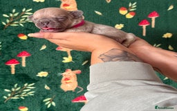 French Bulldog dogs for sale: French bulldog puppy’s  - Image 4