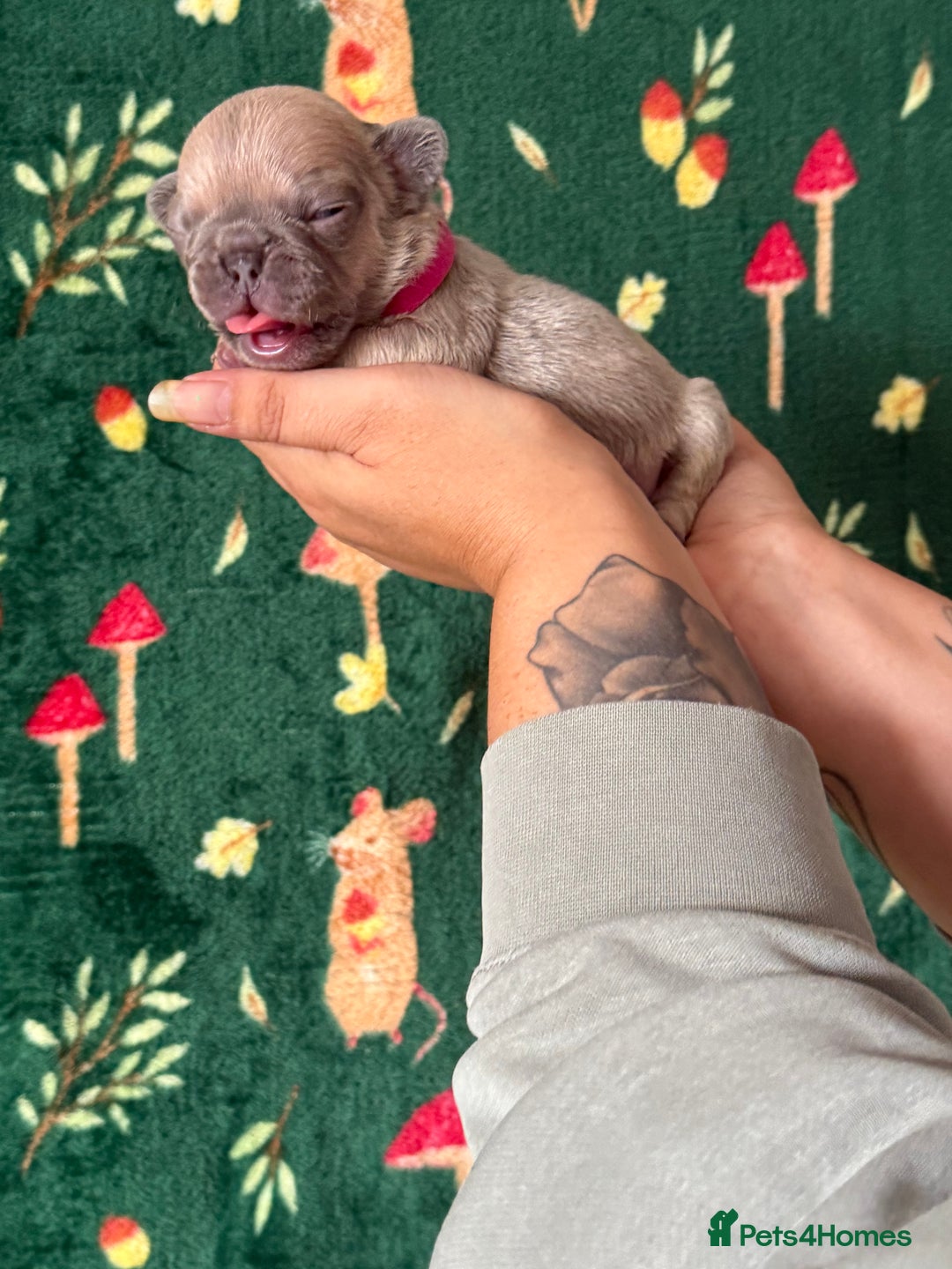 French Bulldog dogs for sale: French bulldog puppy’s  - Image 4