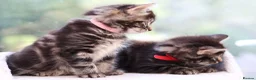 Mixed Breed cats for sale: Tabby Kittens Ready SOON - Advert 14