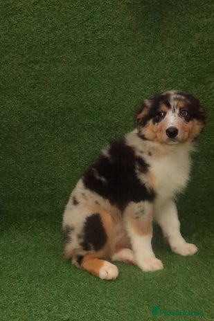 Australian Shepherd dogs Australia shepherd Kc puppies TWO LEFT - Advert 4