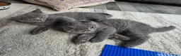 British Shorthair cats for sale: British shorthair  - Advert 6