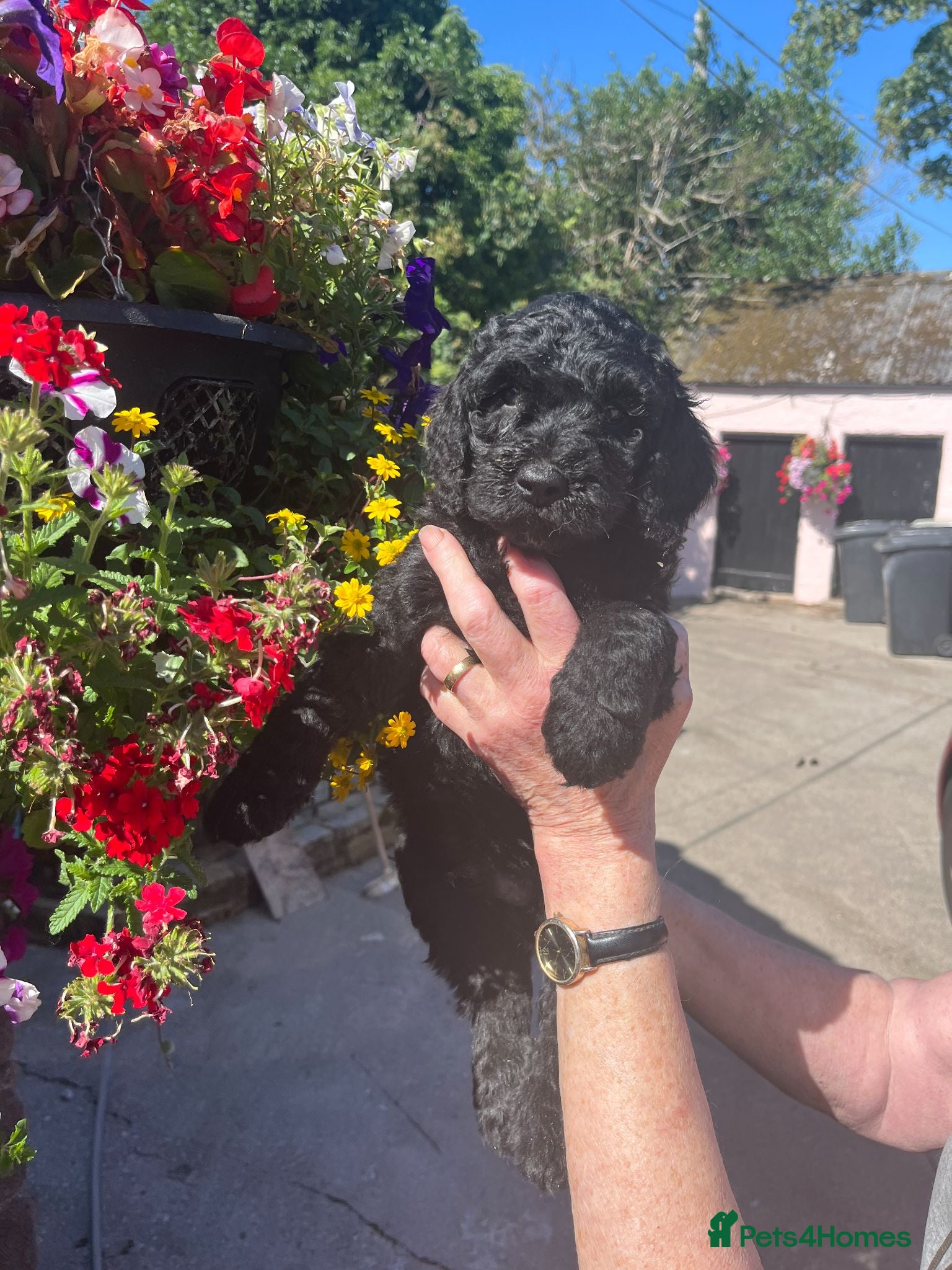Labradoodle dogs Labradoodle pups for sale - Advert 11