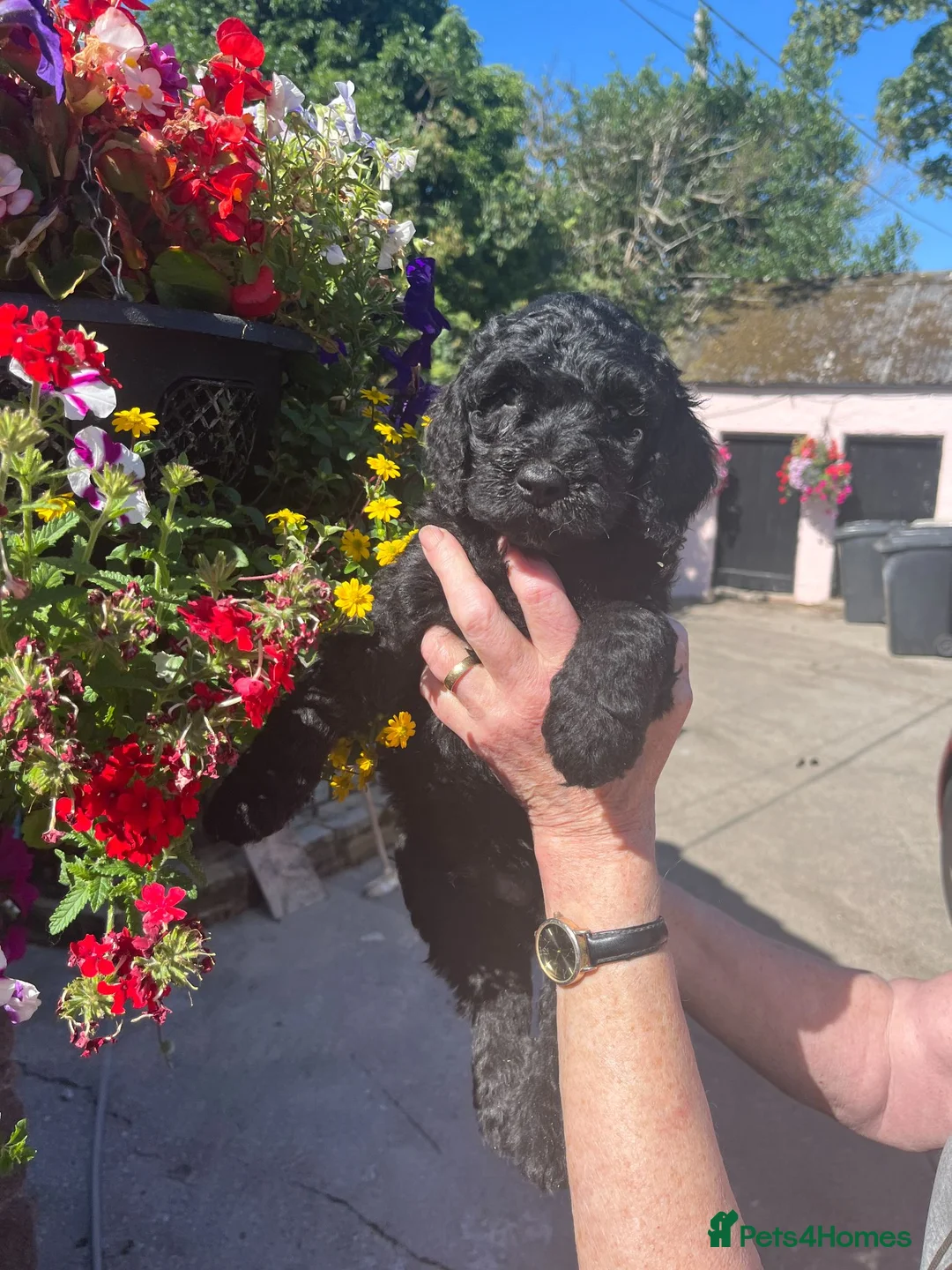 Labradoodle dogs for sale: Labradoodle pups for sale - Advert 2