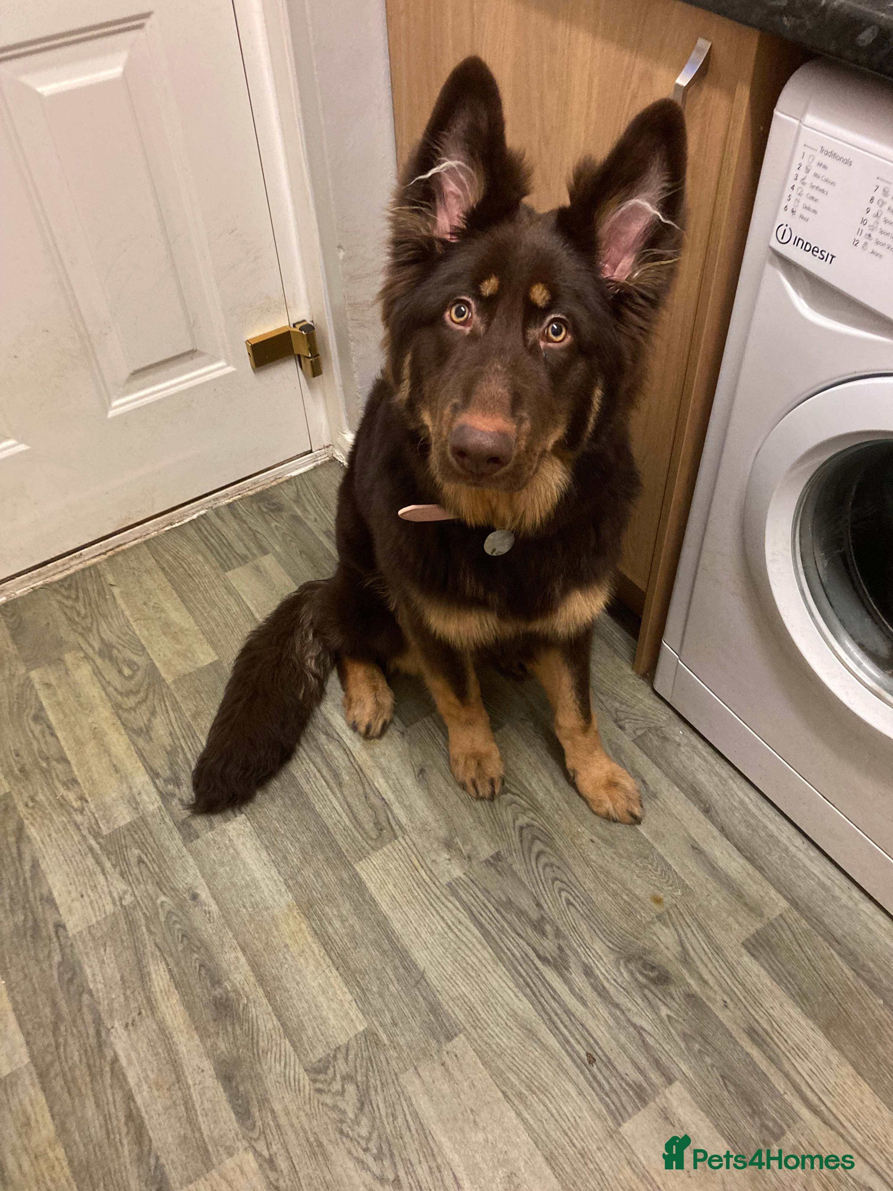 German Shepherd dogs Queenie  - Advert 1