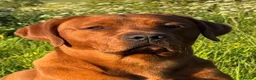 Labrador Retriever dogs for sale: KC Labradors - parents health tested  - Advert 5