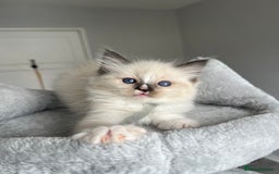 Ragdoll cats for sale: Registered Ragdoll kitttens for sale - Image 36