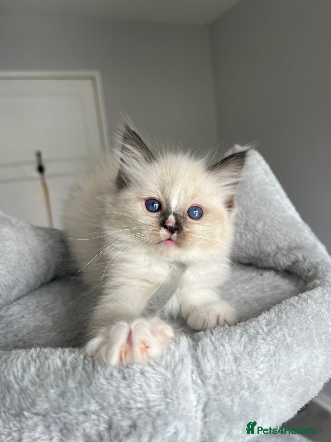 Ragdoll cats for sale: Registered Ragdoll kitttens for sale - Image 36