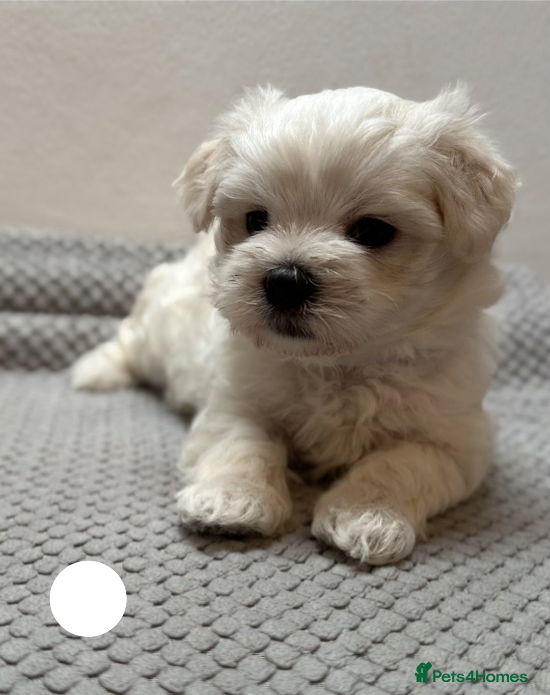 Maltese dogs for sale: Cute Maltese Puppies Looking for Loving Homes🇬🇧  - Image 14