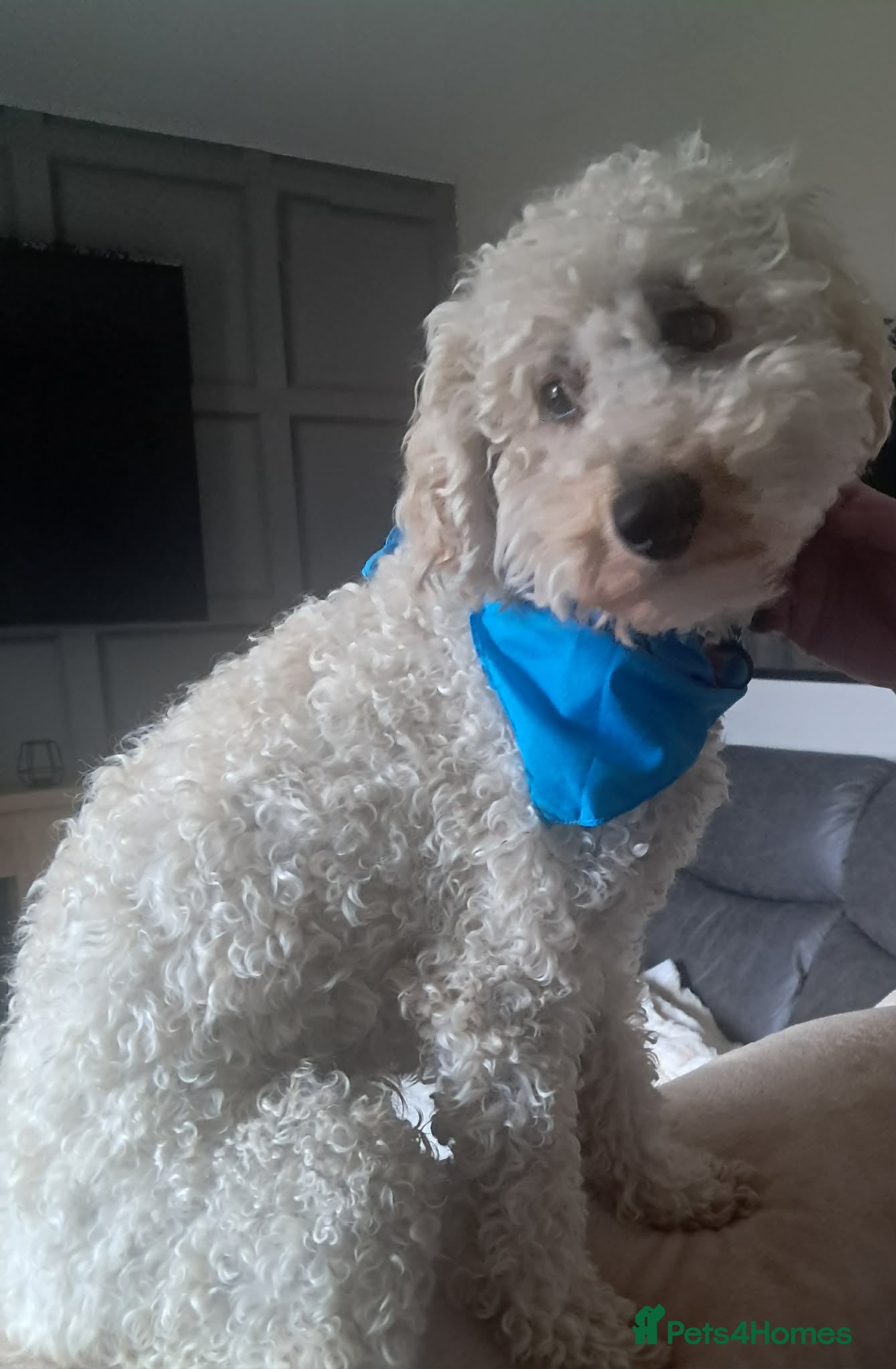 Cockapoo dogs Albie - Advert 9