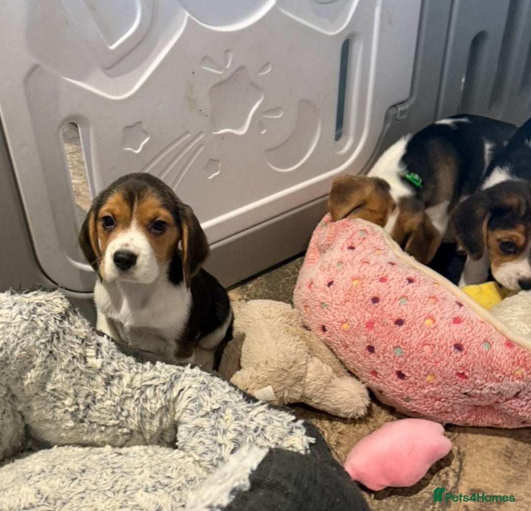 Beagle dogs for sale: Genuine Foot Beagle Puppies - Advert 12