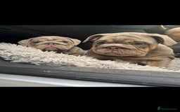 English Bulldog dogs for sale: Quality English bulldog now reduced  - Image 5