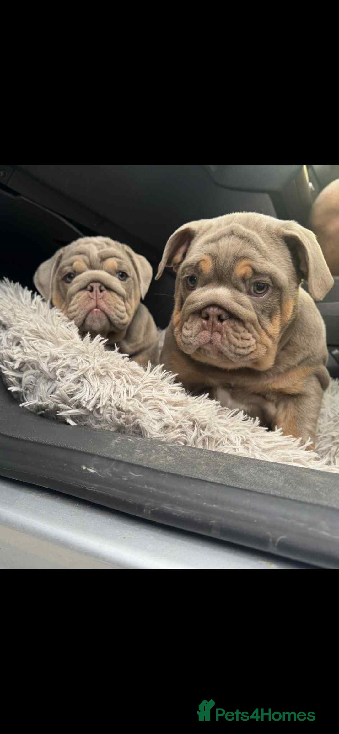 English Bulldog dogs for sale: Quality English bulldog now reduced  - Image 5