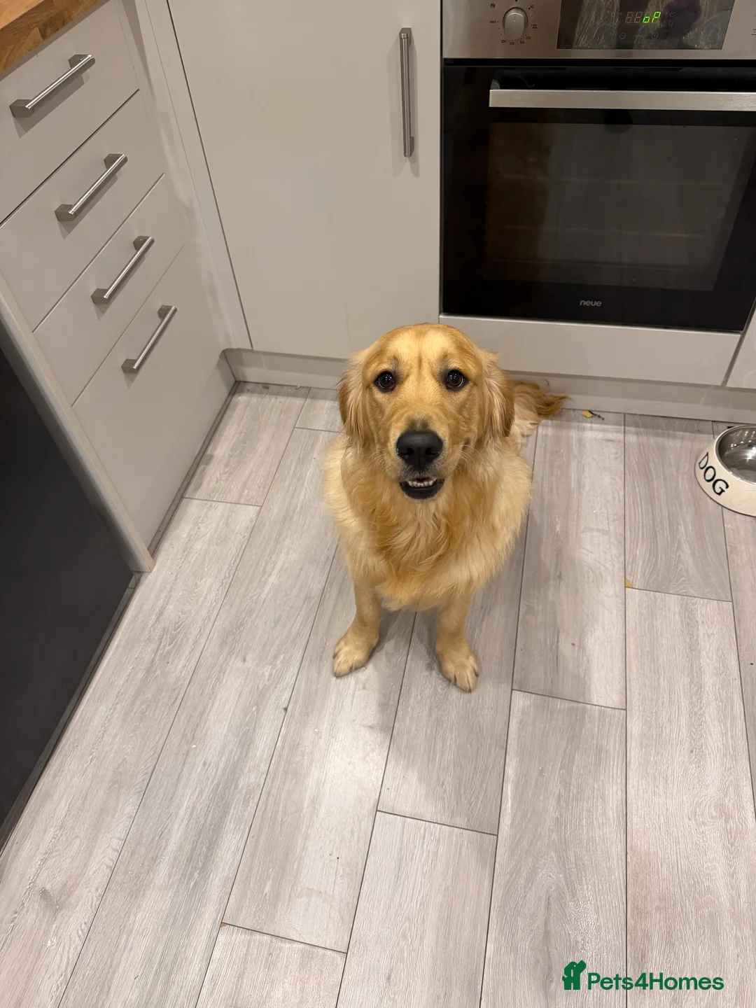 Golden Retriever dogs for sale: Winston  - Advert 4