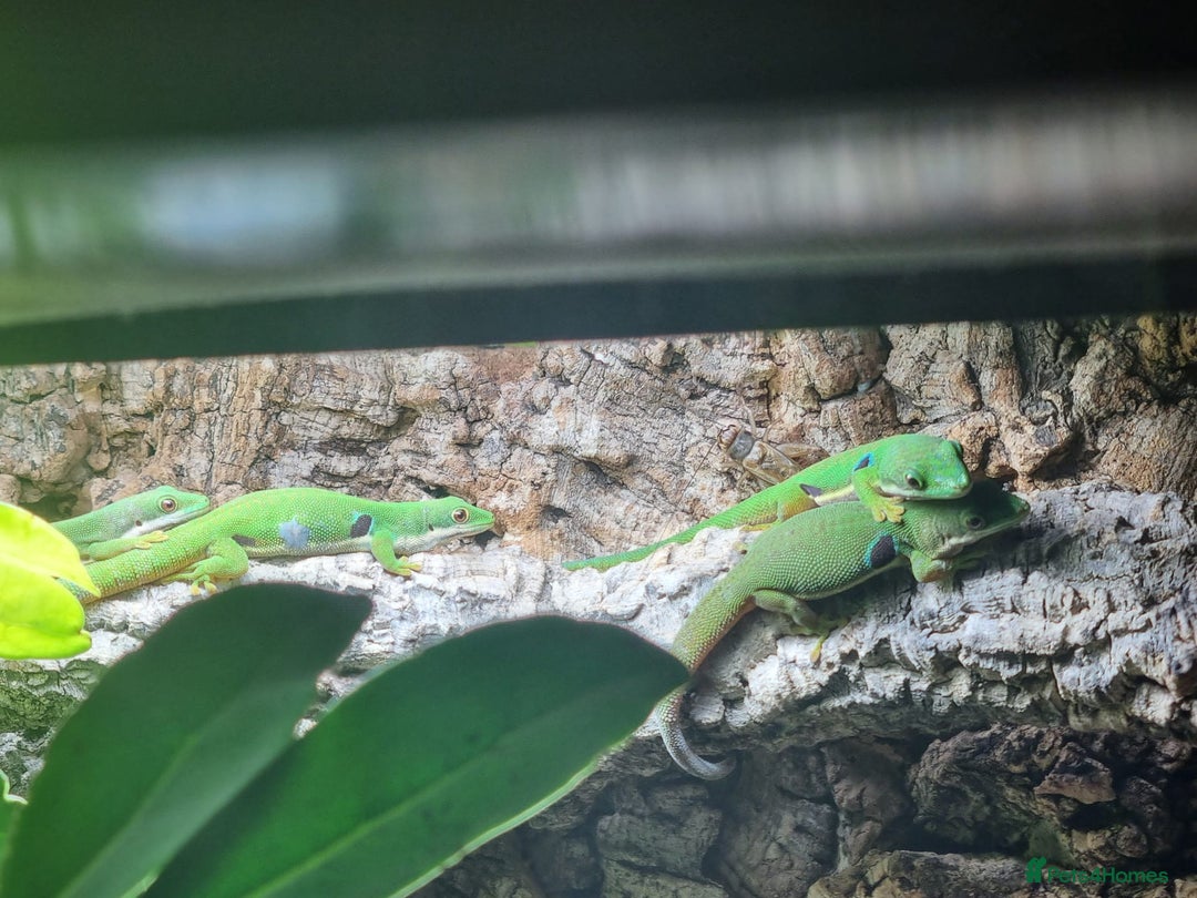 Gecko reptiles for sale: Peacock geckos in Harlow - Image 1