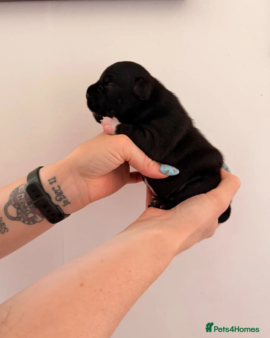 Staffordshire Bull Terrier dogs for sale: Staffordshire bullterrier pups in Chesterfield - Advert 7