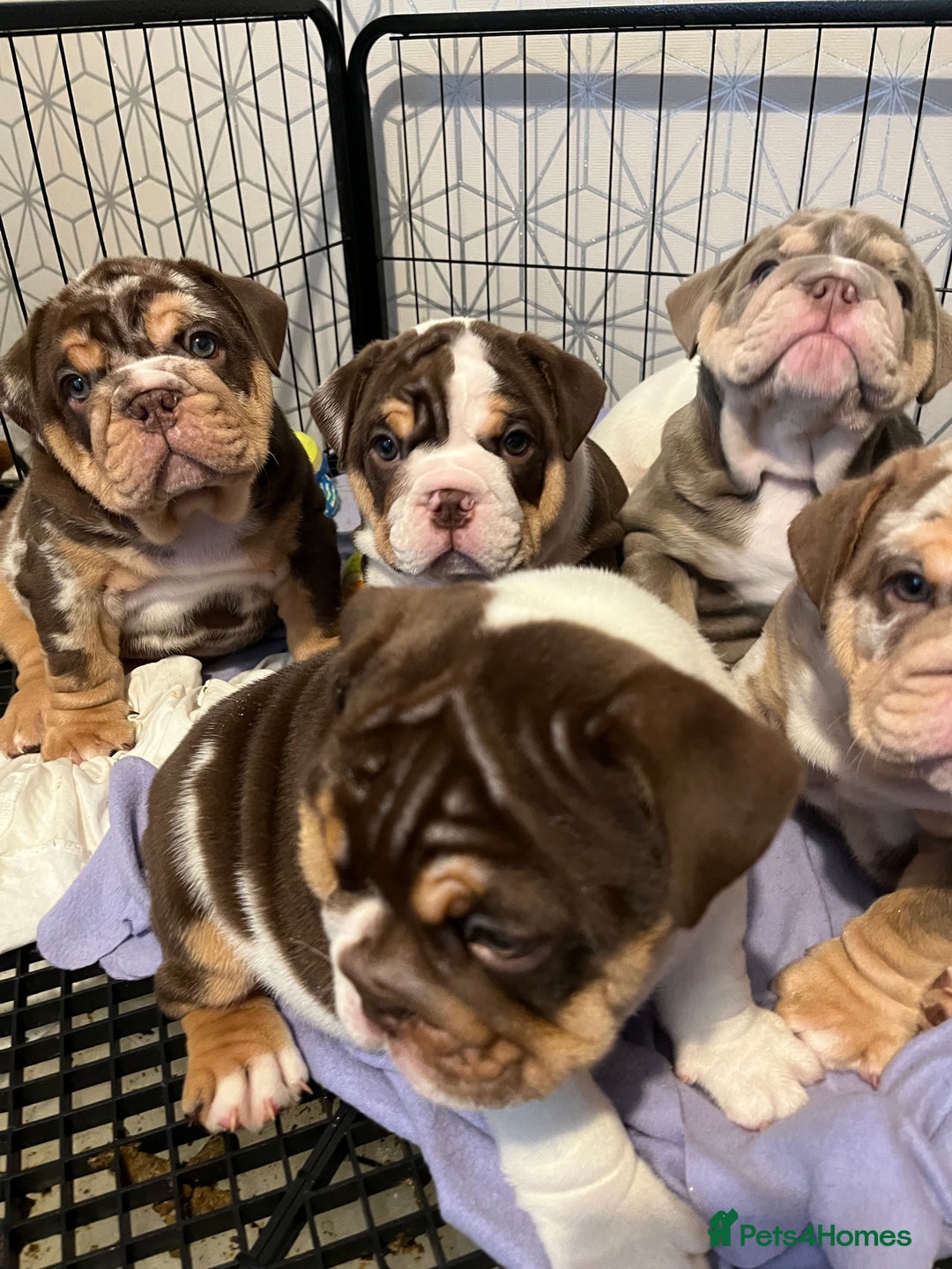 English Bulldog dogs for sale: QC puppies  - Image 4