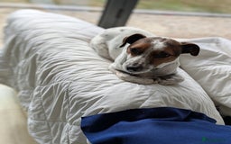 Jack Russell dogs for adoption: Magnificent Milo JRT / Plummer - Image 6