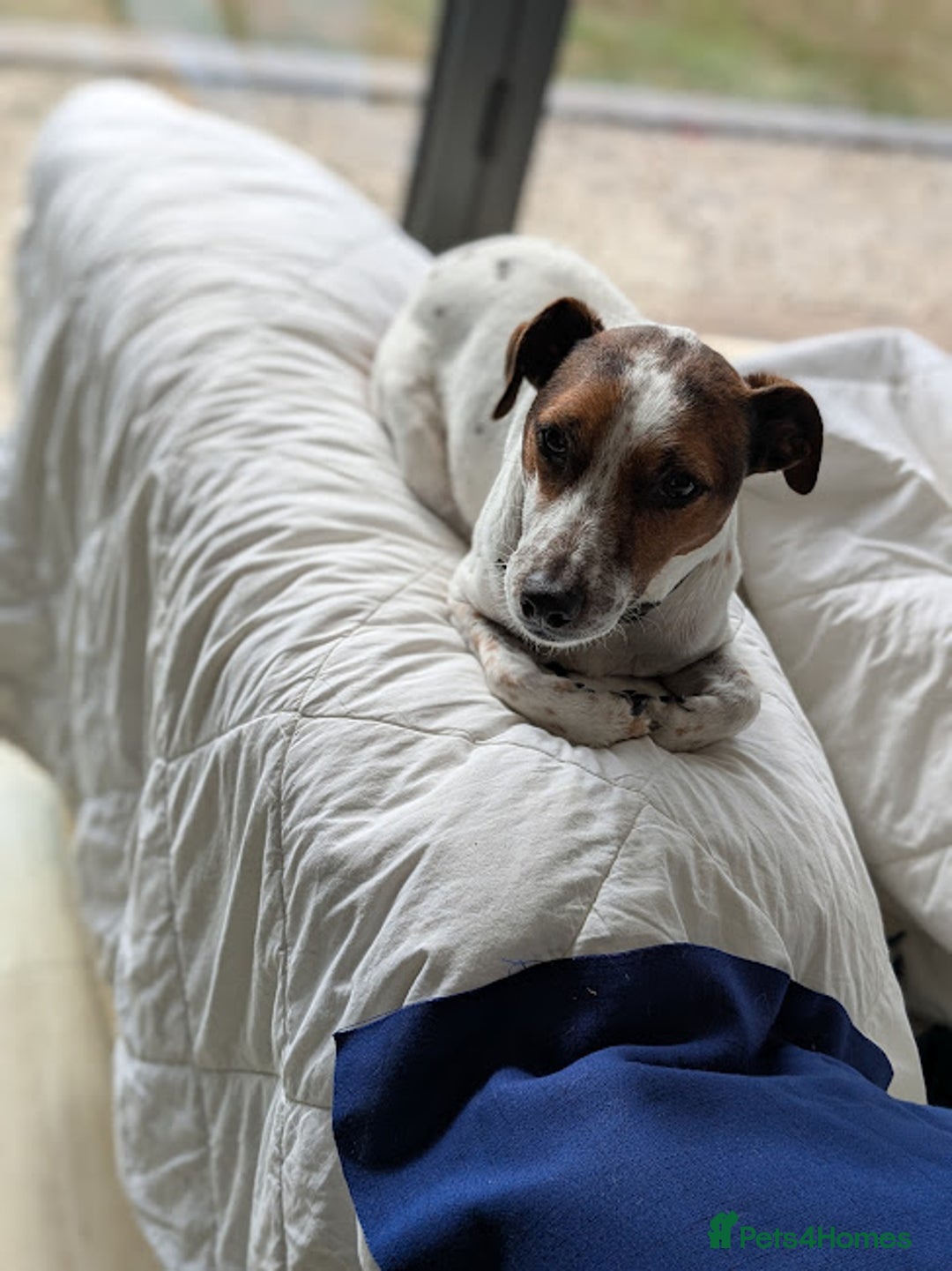 Jack Russell dogs for adoption: Magnificent Milo JRT / Plummer - Image 6