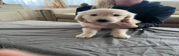 Golden Retriever dogs for sale: Golden retriever  - Advert 6