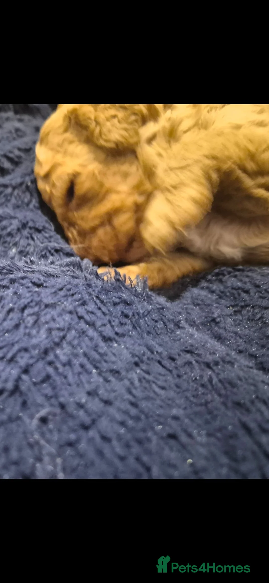 Cockapoo dogs for sale: Male Cockerpoo pup in Yarm - Advert 3