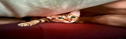 Bengal cats for sale: Cinnamon looking for a new home  - Advert 3