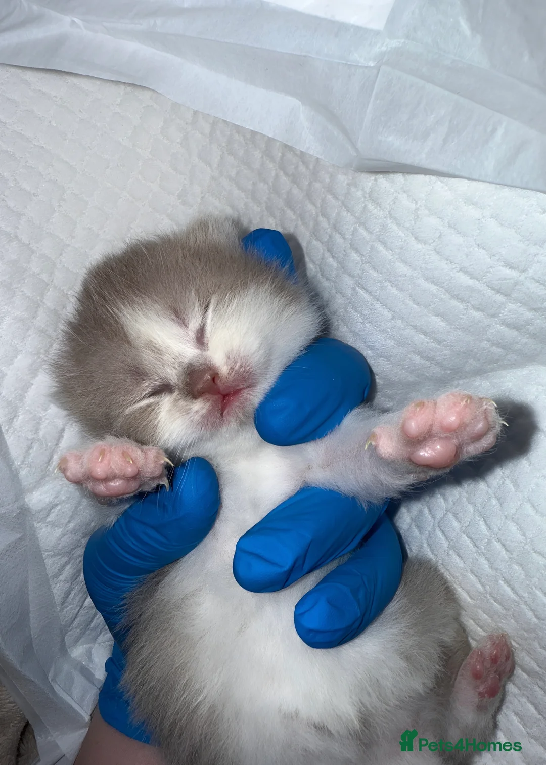 British Shorthair cats for sale:  British short hair Kittens – Waiting List Open ✨ - Advert 9