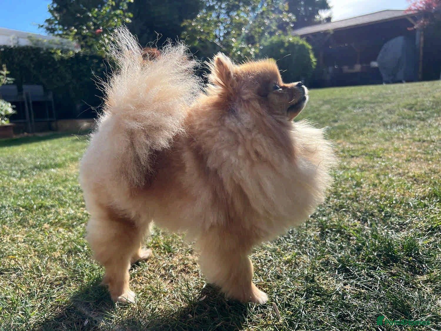 Pomeranian dogs READY NOW Rare Rich Orange Tiny Teddy Bear KC Pom - Advert 1