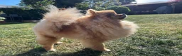 Pomeranian dogs for sale: Pomempire KC Pomeranian – Orange Teddy Bear Boy - Advert 38