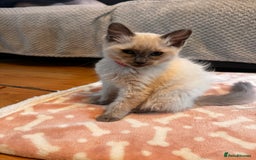 Ragdoll cats for sale: Ragdoll kittens  - Image 5
