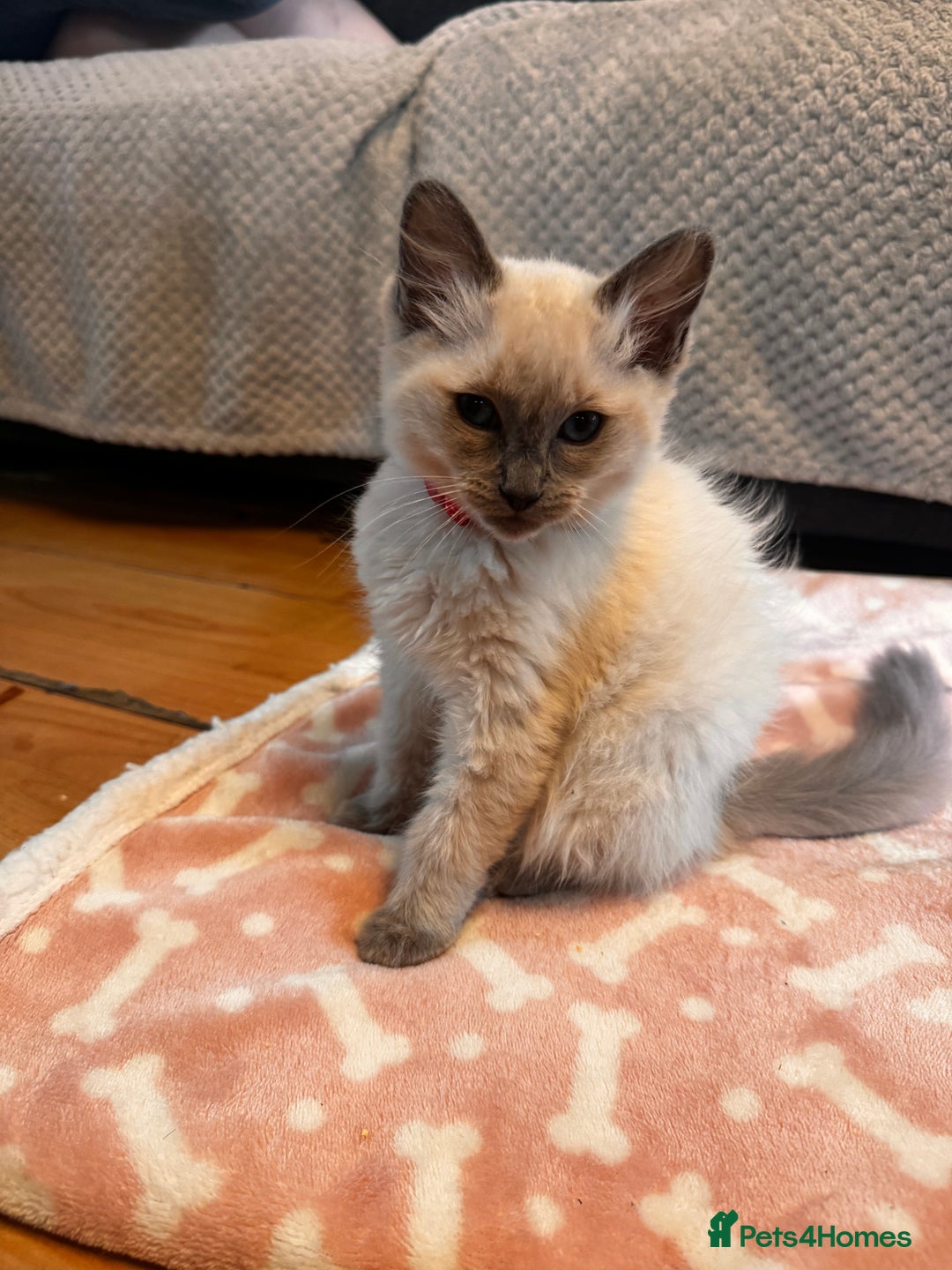 Ragdoll cats for sale: Ragdoll kittens  - Image 5