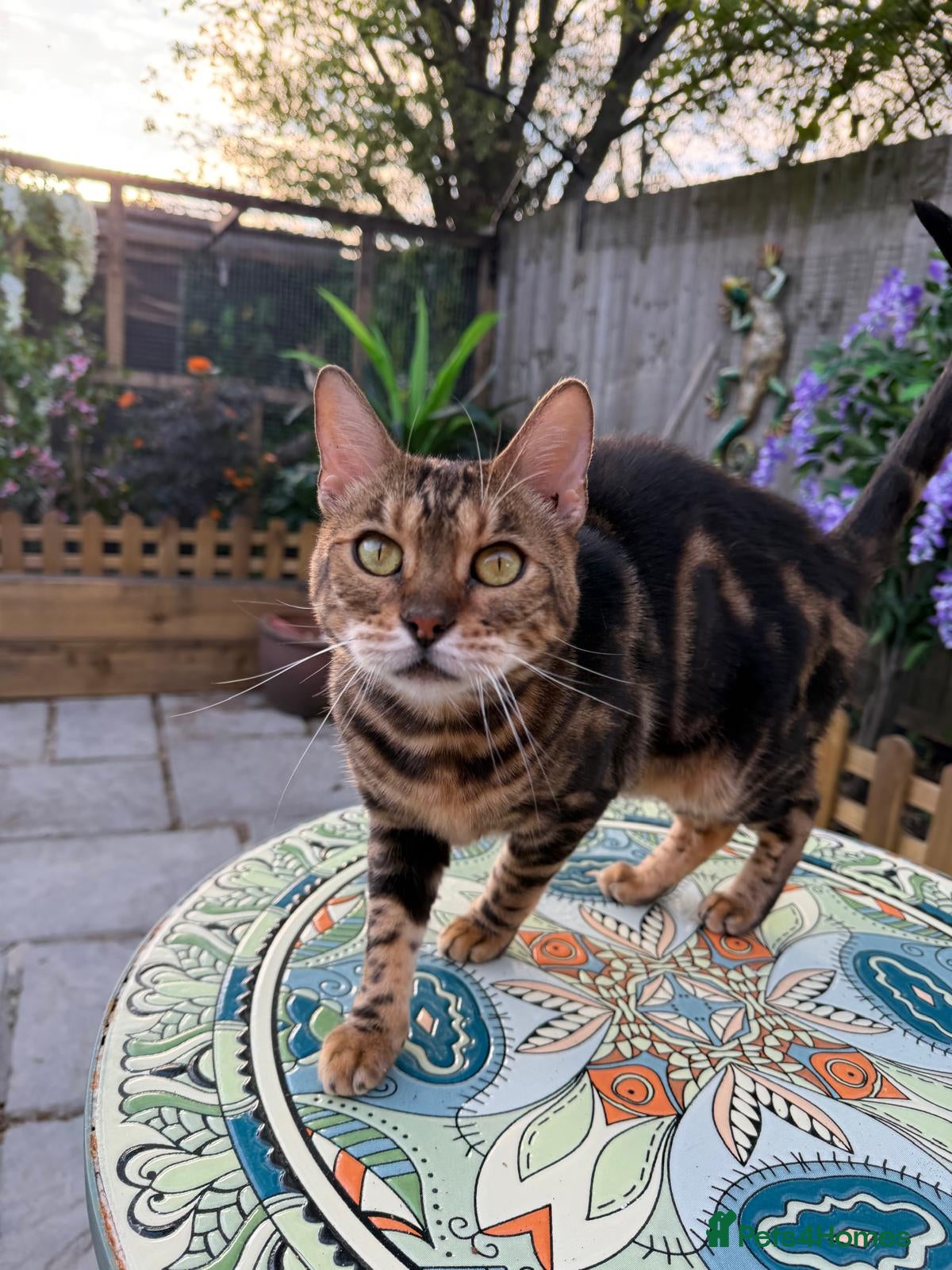 Bengal cats Star is looking for her forever home! - Advert 1