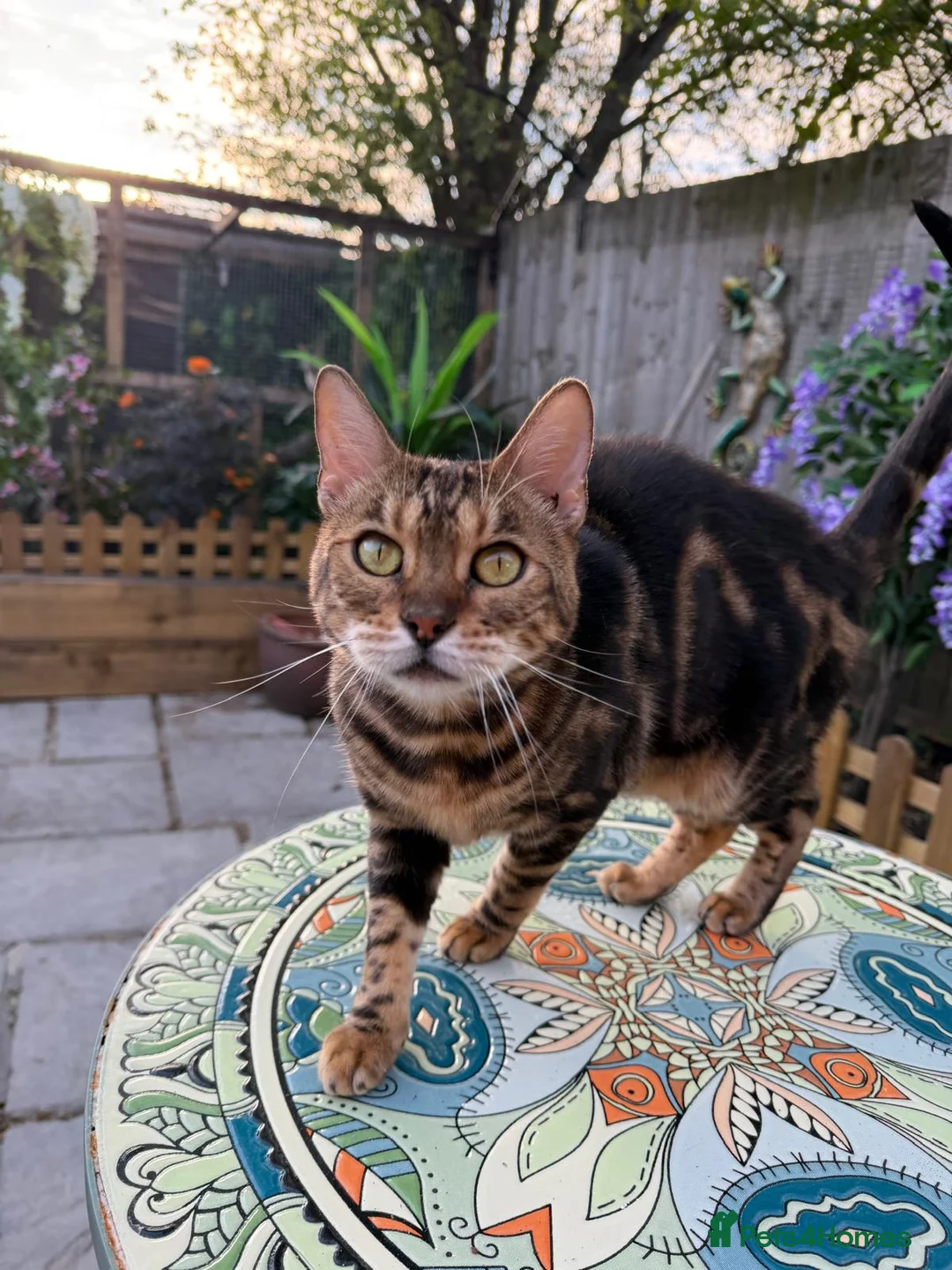 Bengal cats for sale: Star is looking for her forever home! - Advert 1