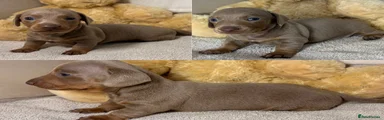 Dachshund 1