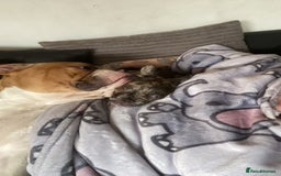 Mixed Breed dogs for sale: Draco 11 month old 3/4 Frenchie 1/4 toy poodle. - Image 12