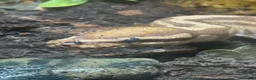 Python Snake reptiles for sale: male ball python - Advert 5