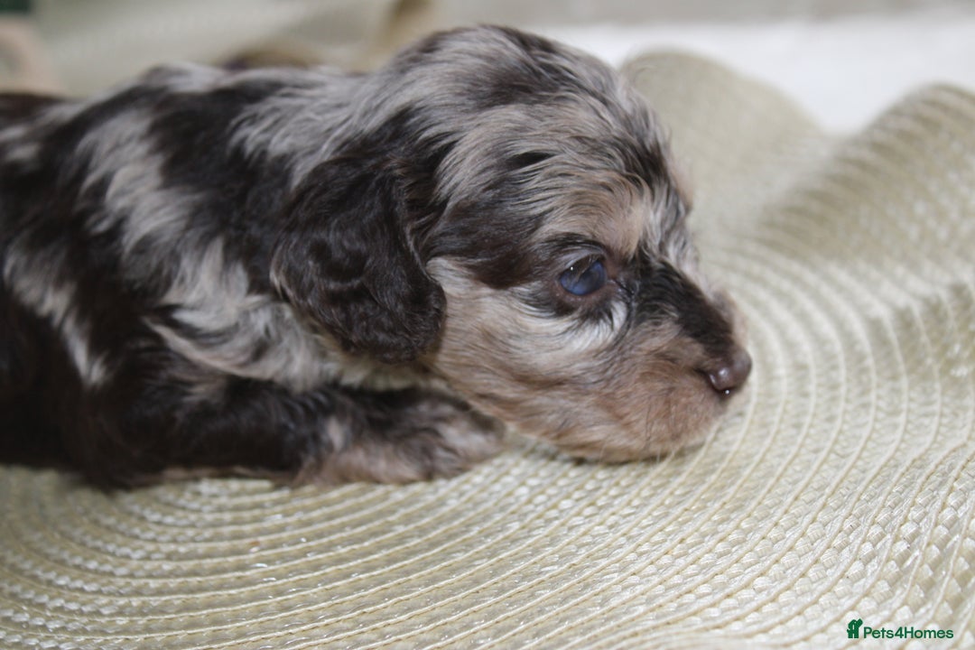 Cavapoo dogs for sale: Iconic cavapoo litter health tested parentage  - Advert 1